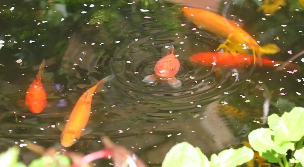 Best Fish for Outdoor Ponds 15 Best Pond Fish
