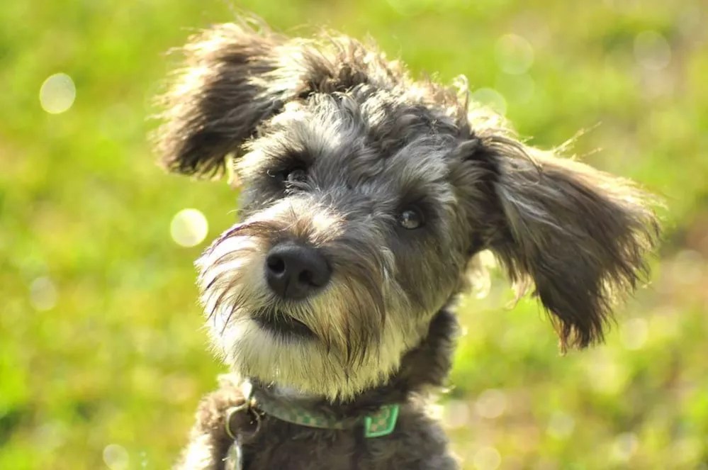 Schnoodle Dog Temperament, Adoption, Lifespan, Puppies, Rescue
