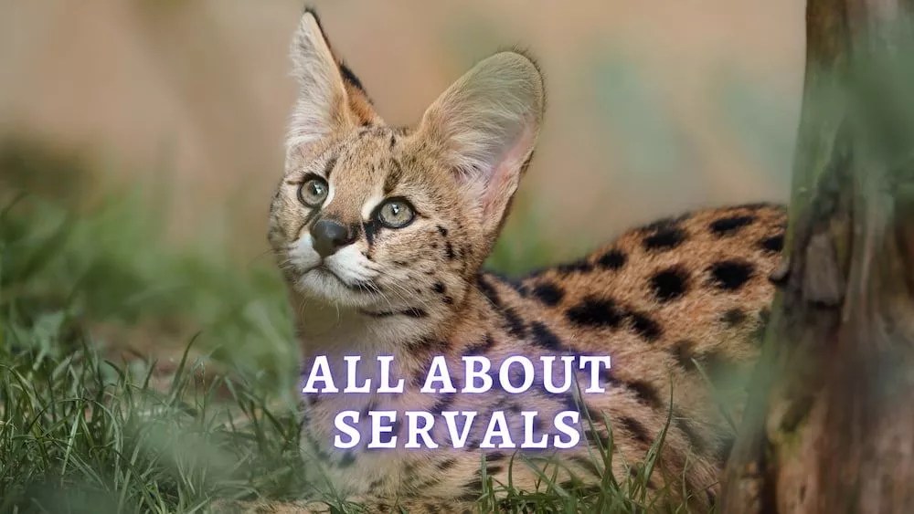 Serval Are Serval Cats Good Pets?