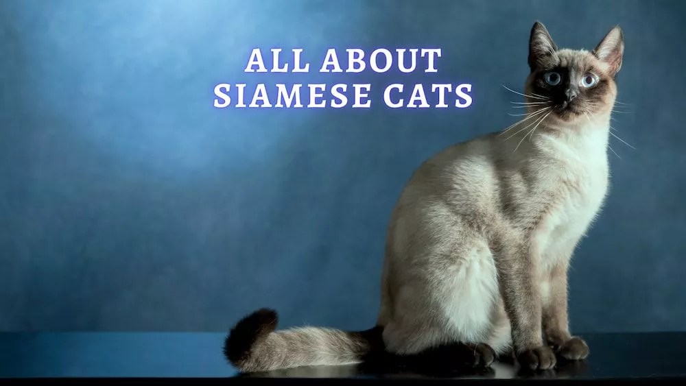 Siamese Cat Breed History, Price and Personality