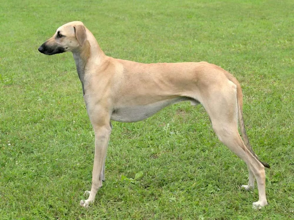 Rare Dog Breeds 30 Rarest Dog Breed List of All Time