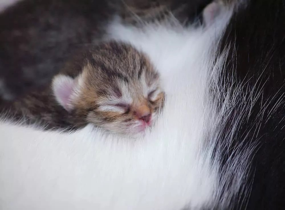 When Do Kittens Start Pooping? How Often Do Kittens Poop?