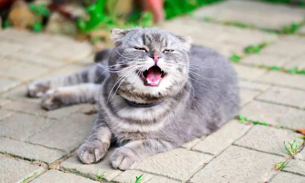 Cat Sneezing Reasons Why does my Cat keep Sneezing