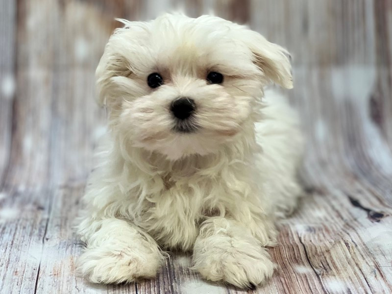 Everything You Need to Know About Maltese FAQs Answered anayat