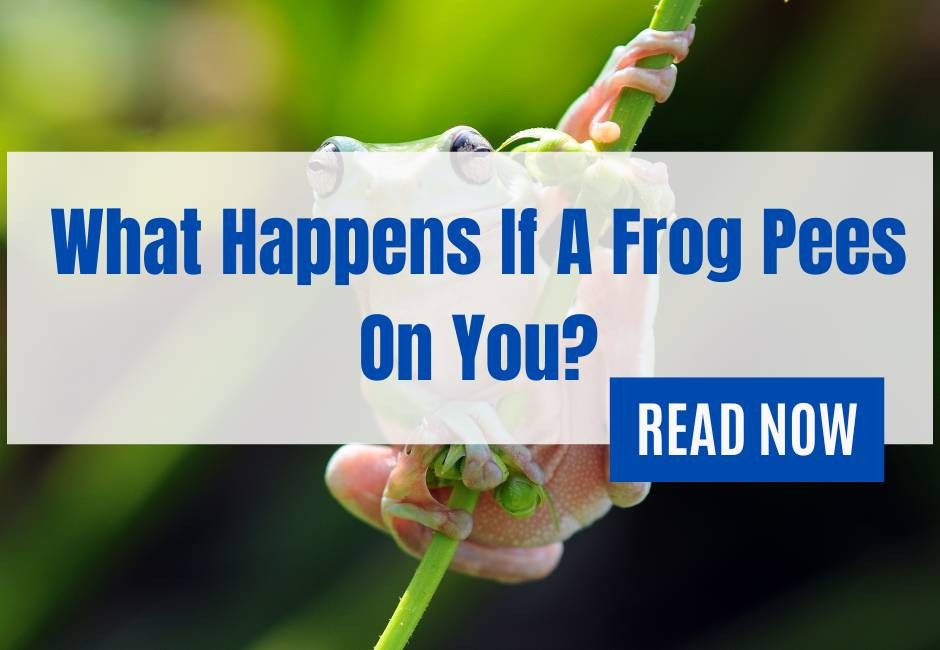 What Happens If A Frog Pees On You? Qunelia