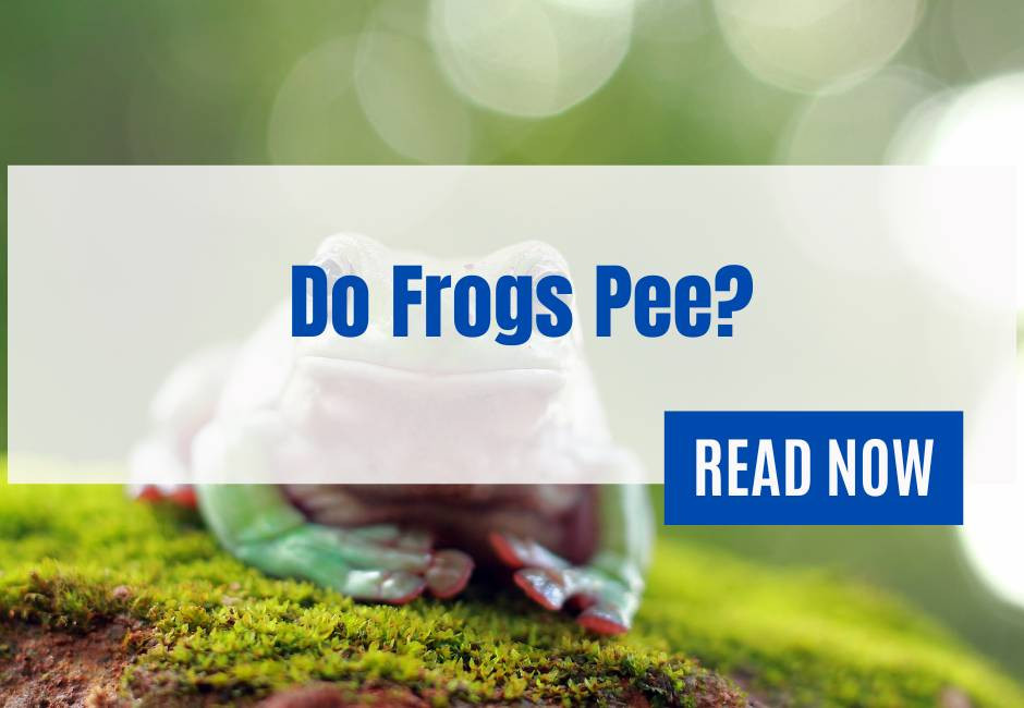 Do Frogs Pee? Qunelia