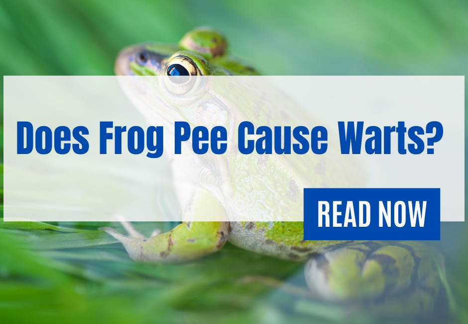 Does Frog Pee Cause Warts? Qunelia