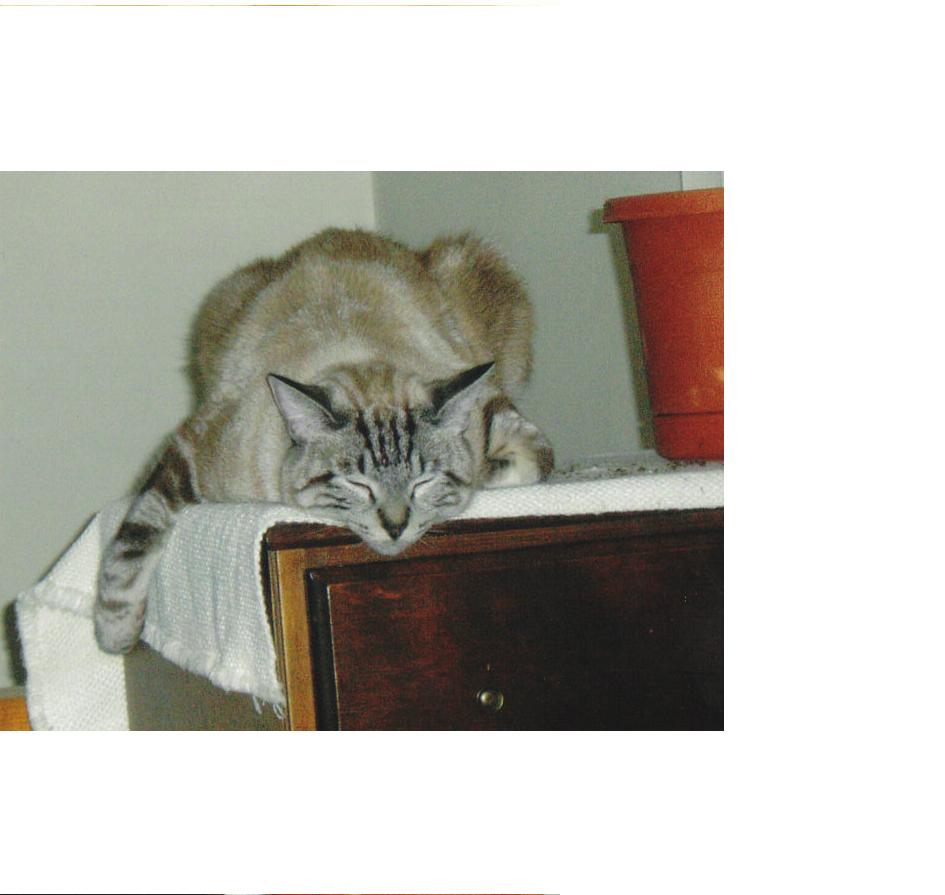 Removing Cat Pee Smell From Sweatshirt ThriftyFun