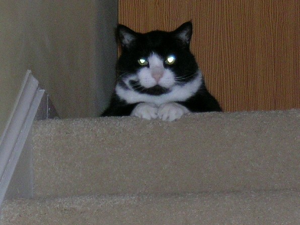 Discouraging Cats from Spraying the Outside of a House ThriftyFun
