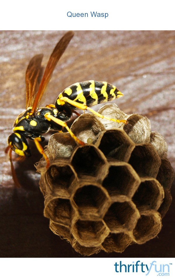 Queen Wasp ThriftyFun