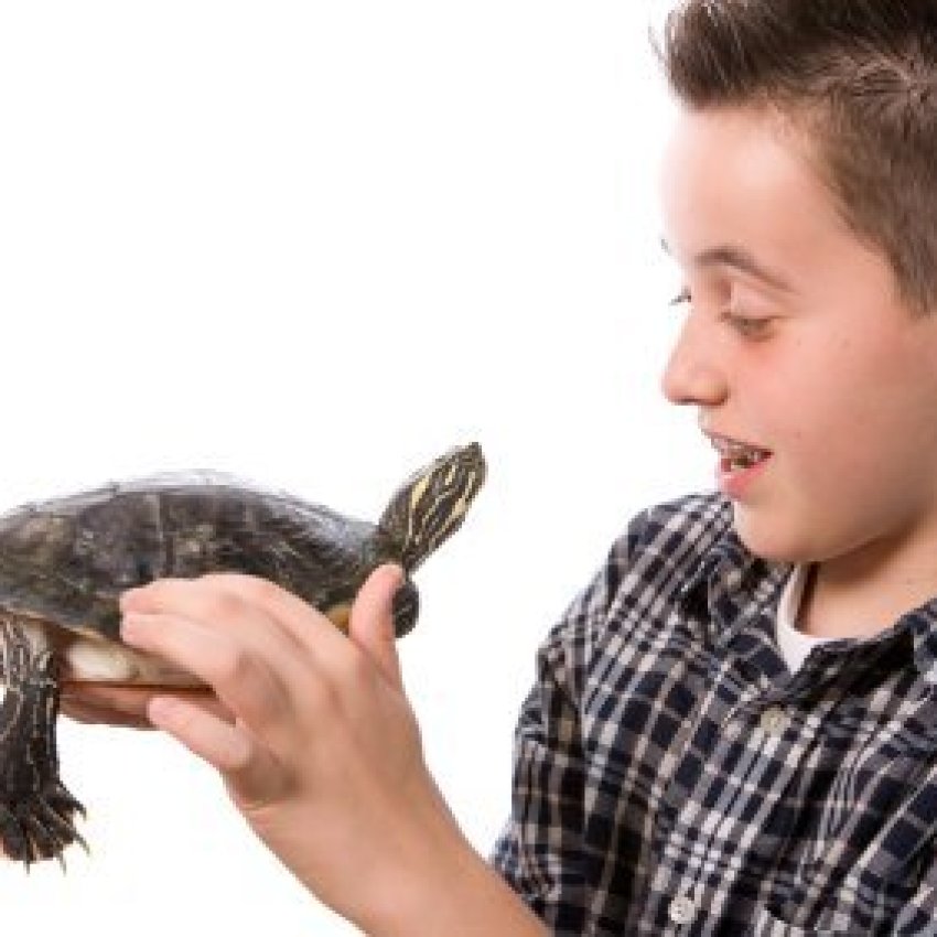 Caring for a Pet Turtle ThriftyFun