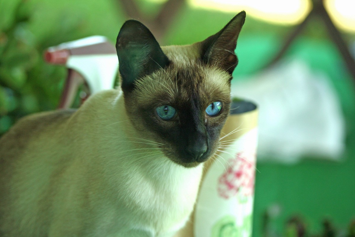 Siamese Cat Breed Information and Photos ThriftyFun