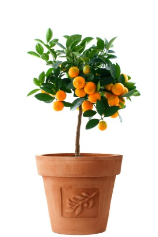 Growing Fruit Trees in Pots ThriftyFun
