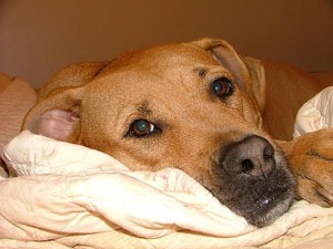 Ginger (Boxer/Border Terrier Mix) | Thriftyfun