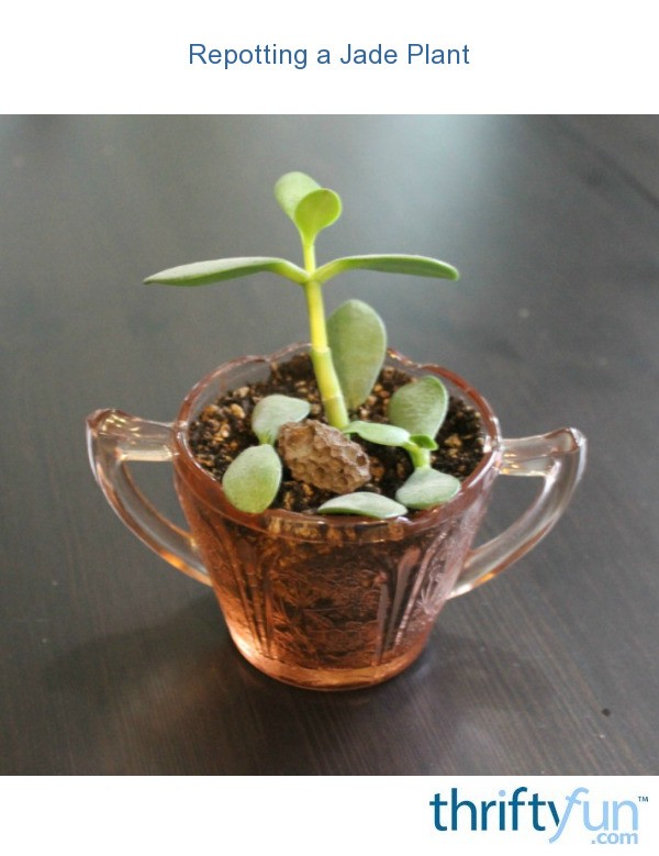 Repotting a Jade Plant ThriftyFun