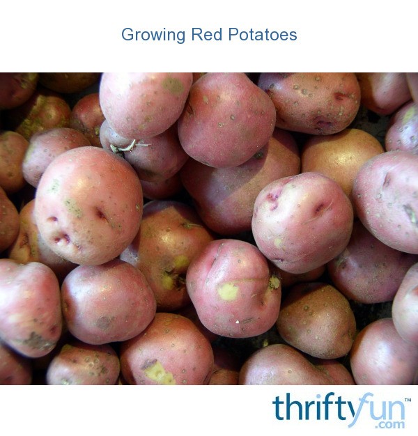 Growing Red Potatoes? ThriftyFun