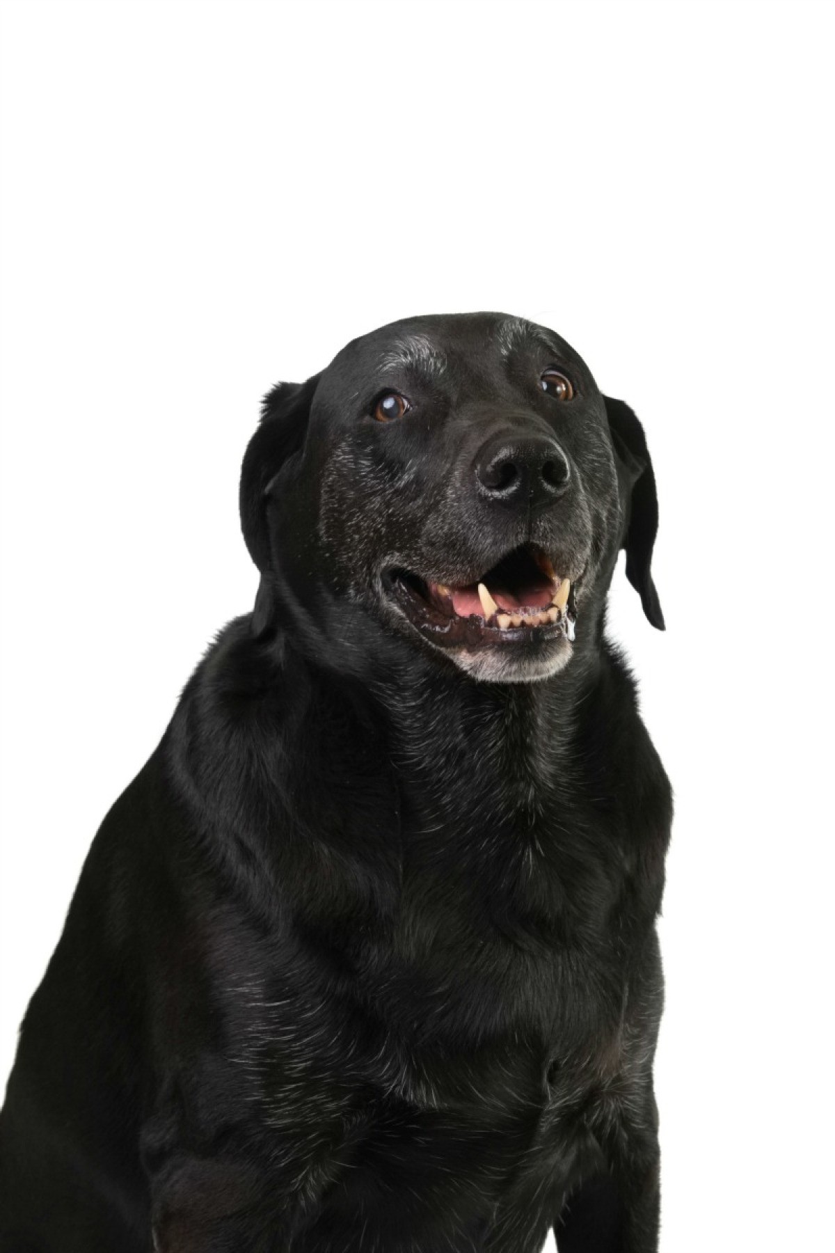 Small Flaky Scabs on a Dog's Skin? ThriftyFun