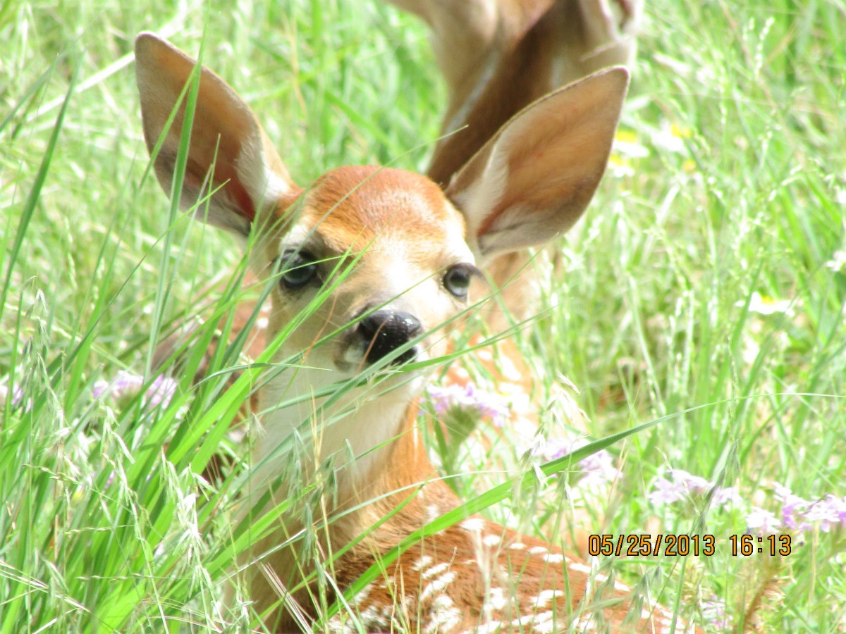Fawn (Baby Deer) Information and Photos ThriftyFun