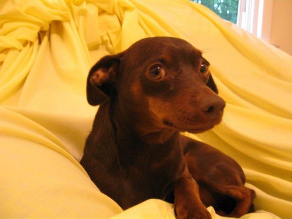 CoCo (Chihuahua/Miniature Pinscher Mix) ThriftyFun