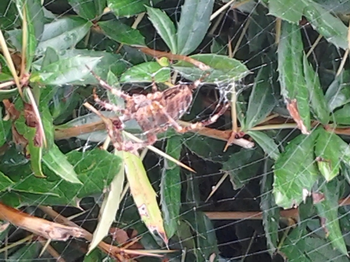 Spider Repellent Recipes Thriftyfun
