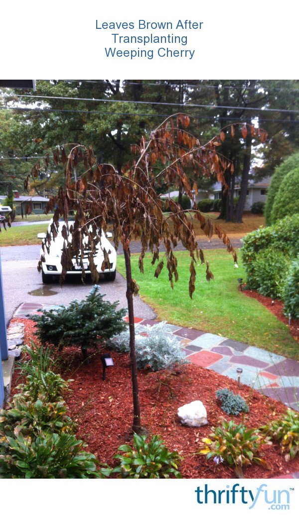 Leaves Brown After Transplanting Weeping Cherry Tree? ThriftyFun