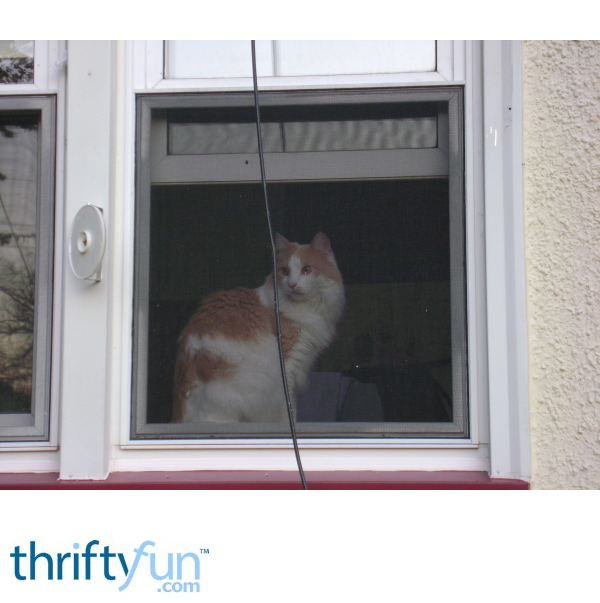 Why is My Cat Meowing So Much? ThriftyFun