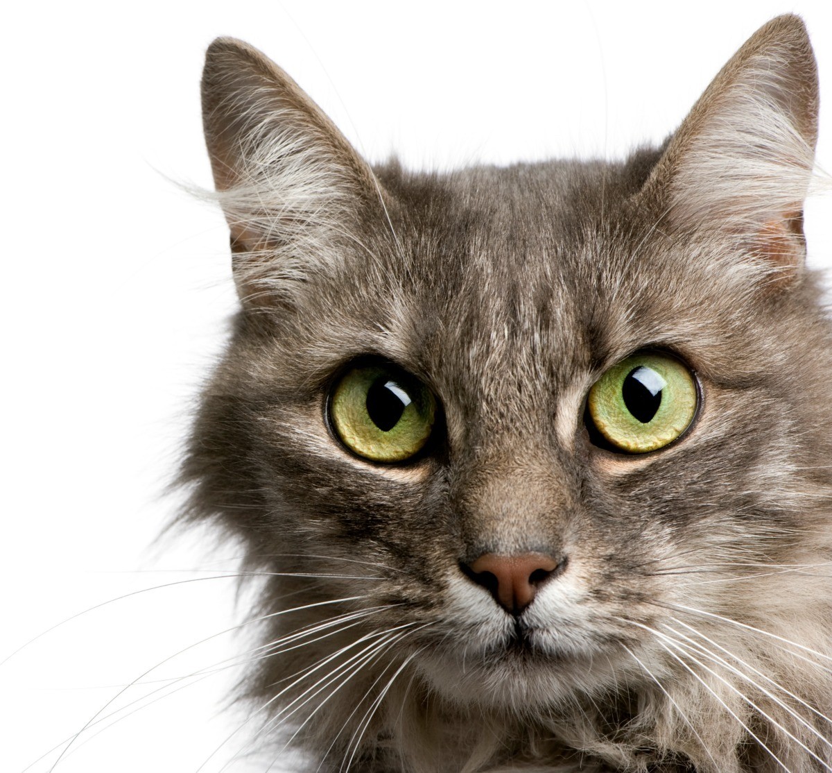 Photos of Long Haired Cats ThriftyFun