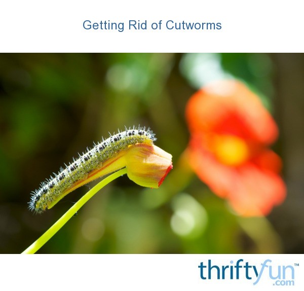 Getting Rid of Cutworms ThriftyFun