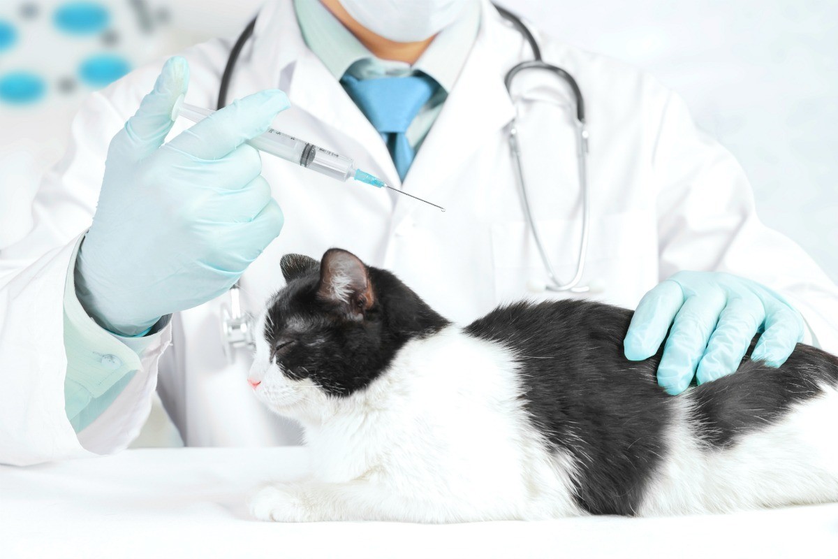 Baytril Could Be Bad For Cats ThriftyFun