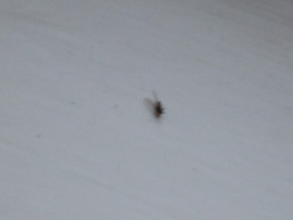 Getting Rid of an Infestation of Tiny Flies ThriftyFun