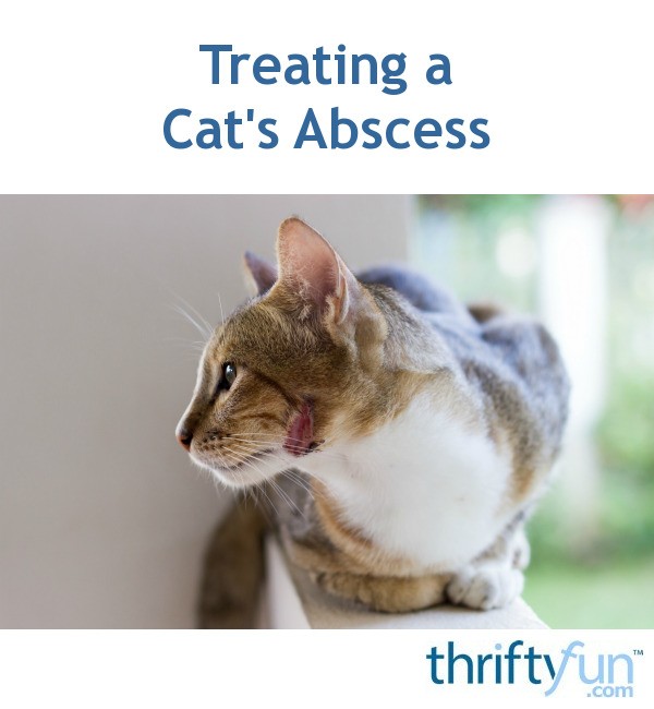 Treating a Cat's Abscess? ThriftyFun