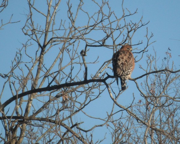 Hawk Photos and Information ThriftyFun