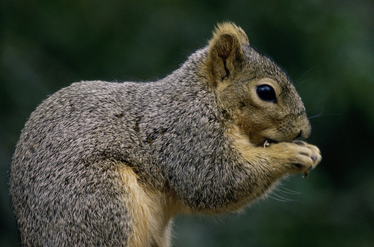 Keeping Squirrels from Digging in Plants ThriftyFun