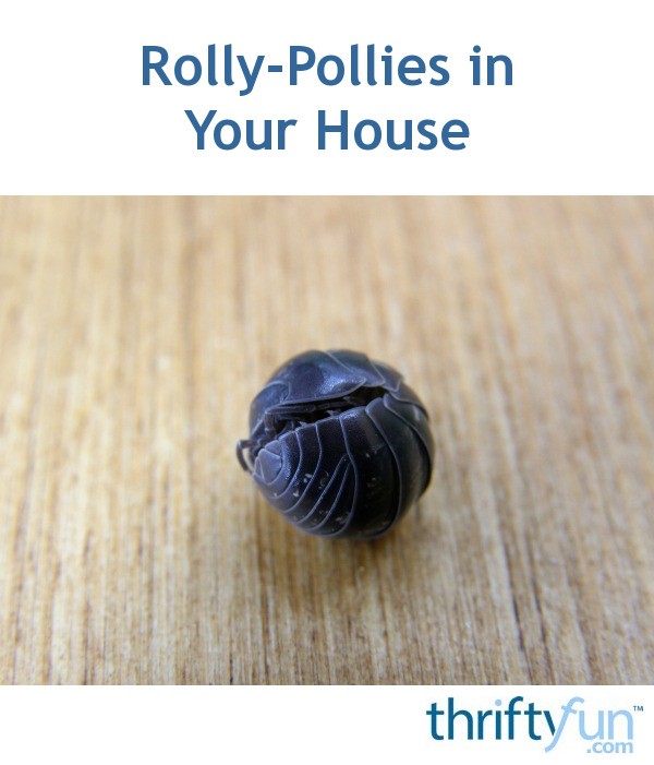 RollyPollies in Your House ThriftyFun