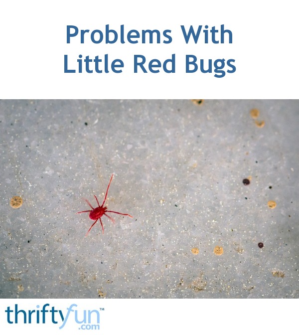 Problems With Little Red Bugs ThriftyFun