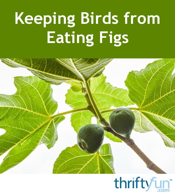 Keeping Birds from Eating Figs ThriftyFun