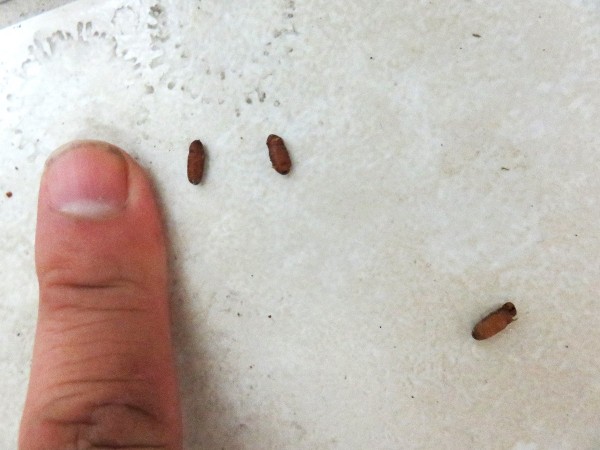 Identifying Insect Eggs ThriftyFun