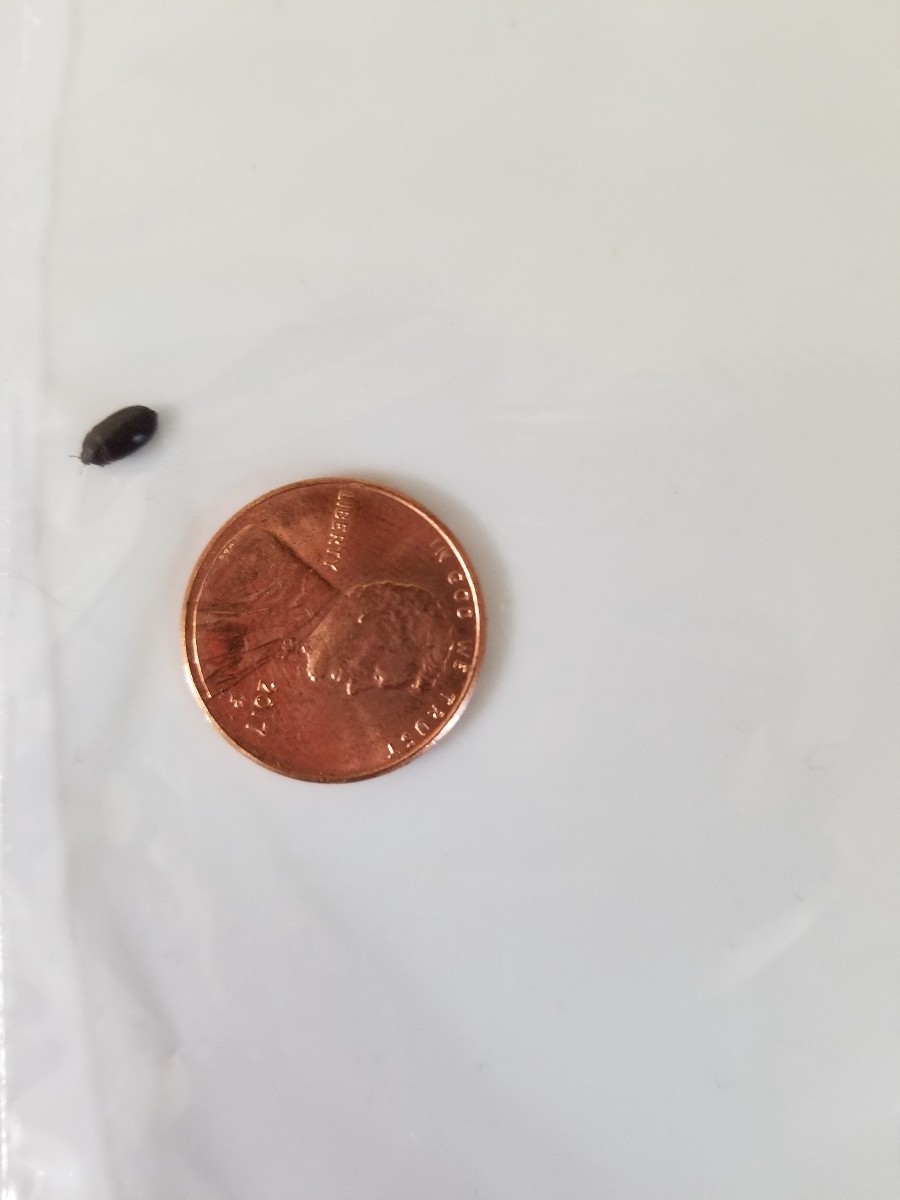 Tiny Jumping Bugs In Carpet Carpet Vidalondon