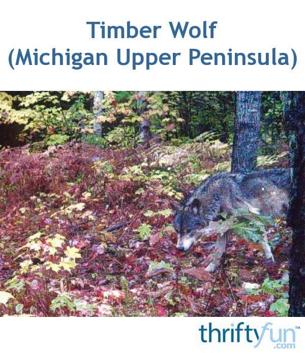 Timber Wolf (Michigan Upper Peninsula) ThriftyFun
