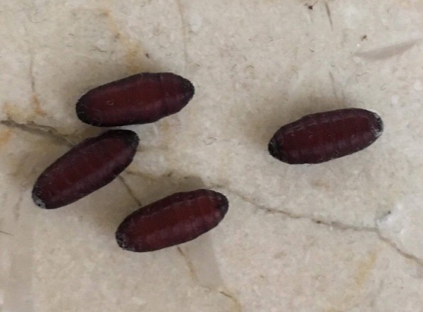 Identifying Insect Eggs ThriftyFun