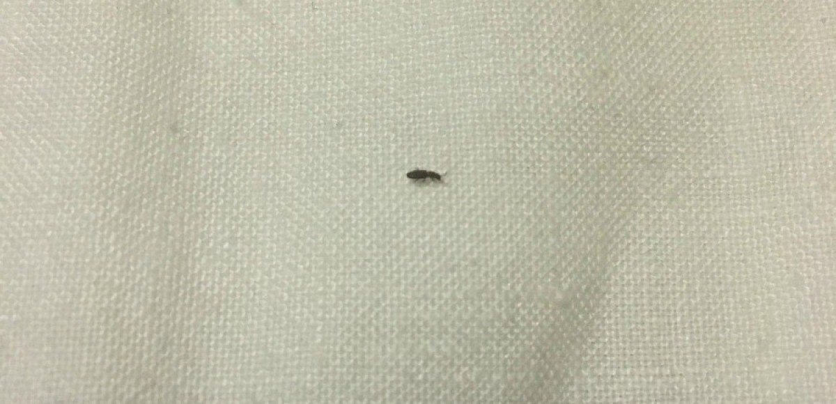 Identifying Tiny Black Insects? ThriftyFun