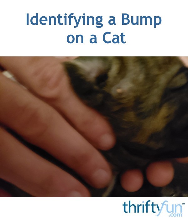 Identifying a Bump on a Cat? ThriftyFun
