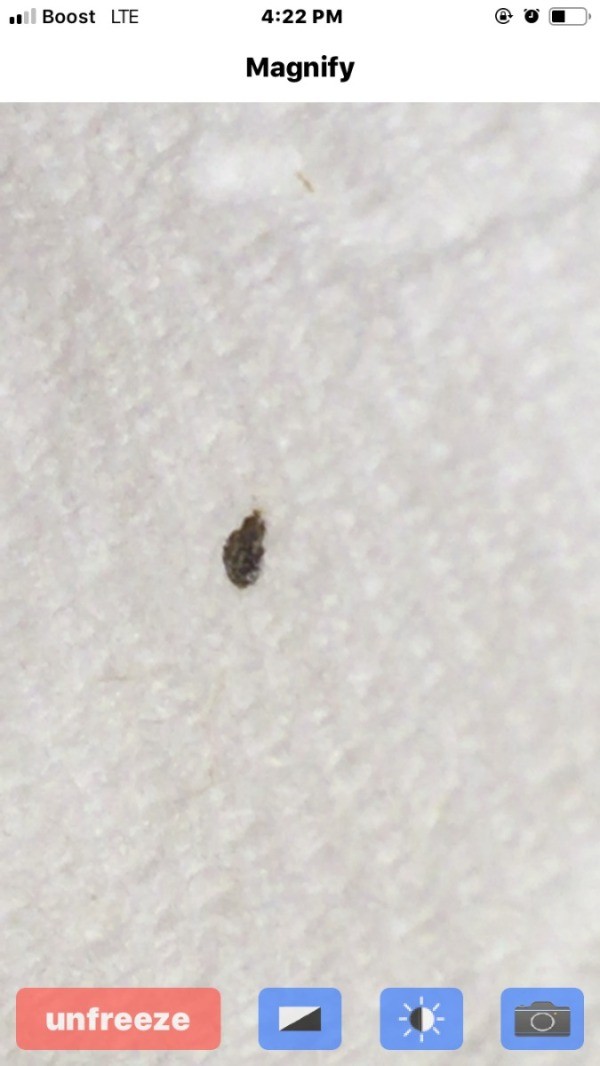 Identifying Small Brown Bugs ThriftyFun