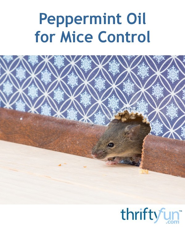 Peppermint Oil for Mice Control ThriftyFun