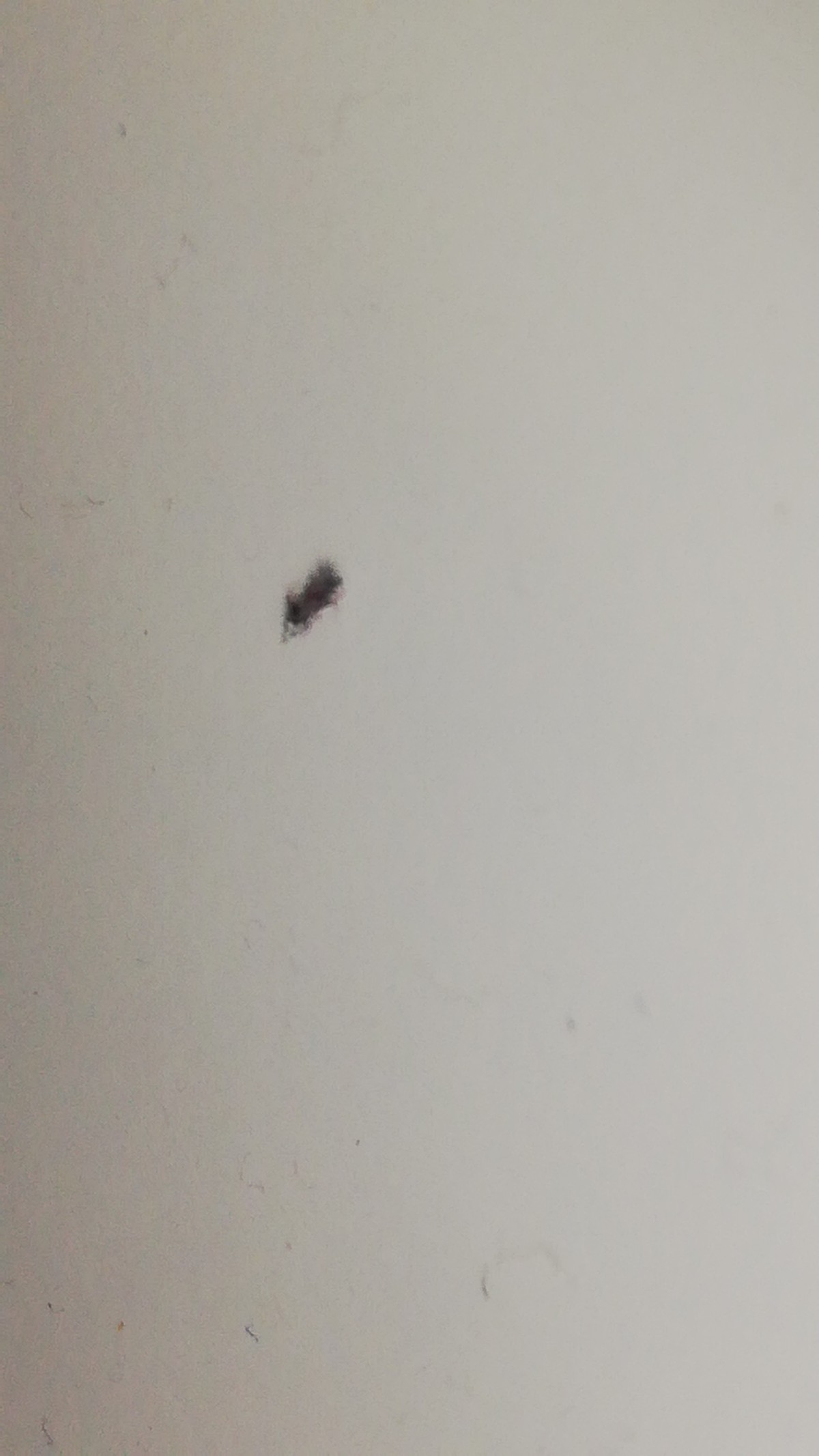 Identifying Small Black Bugs ThriftyFun