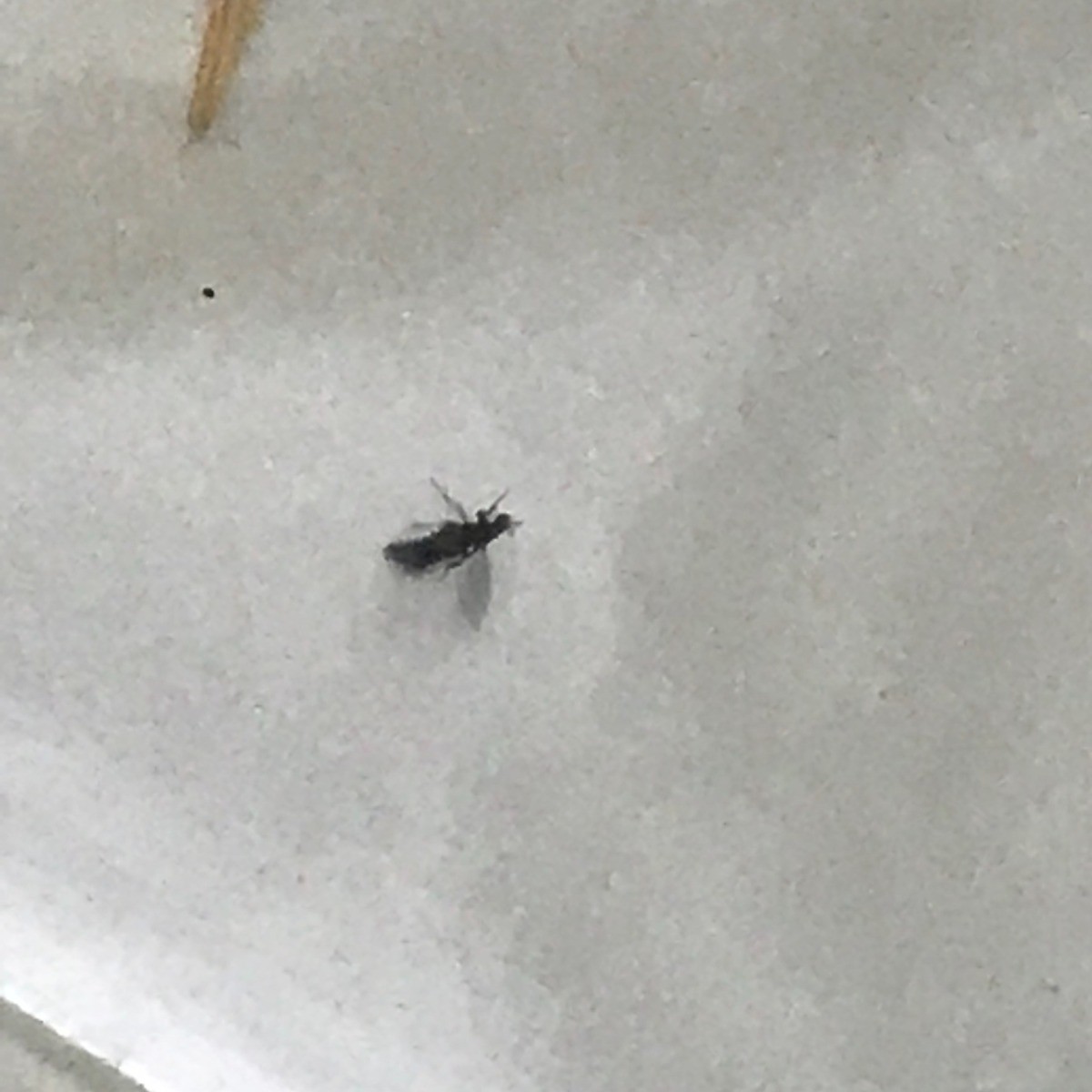 Identifying Small Black Bugs? ThriftyFun