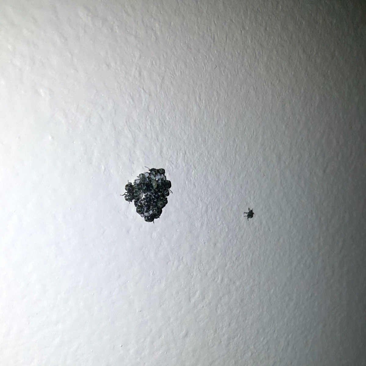 Identifying Insect Eggs? ThriftyFun