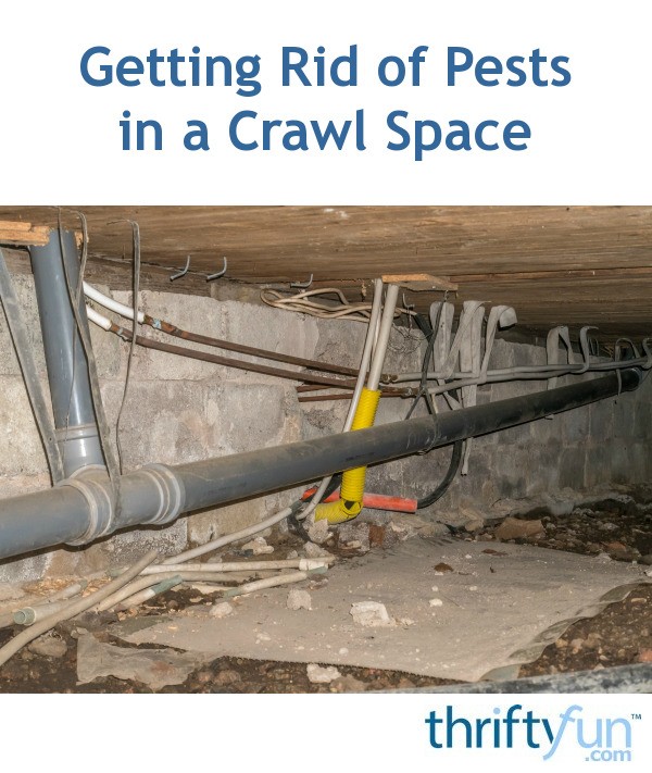 Getting Rid of Pests in a Crawl Space ThriftyFun