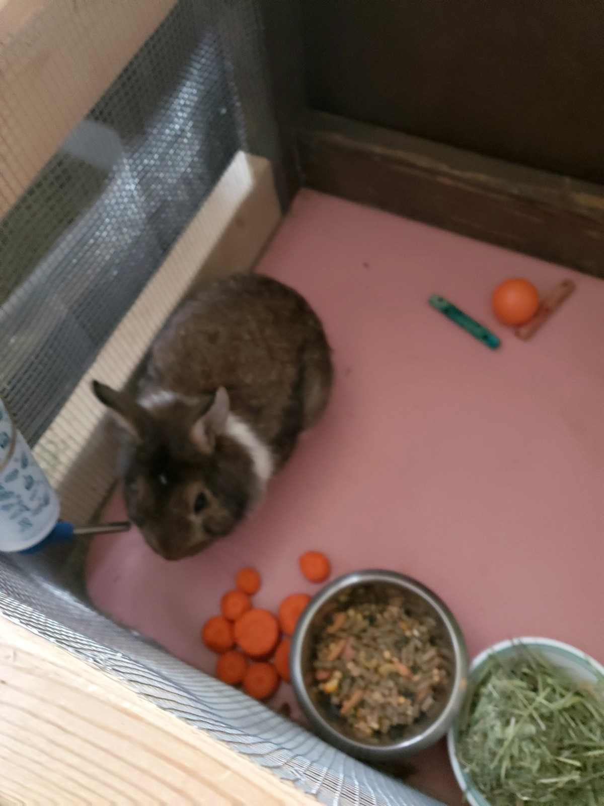 Treating a Sneezing Rabbit? ThriftyFun