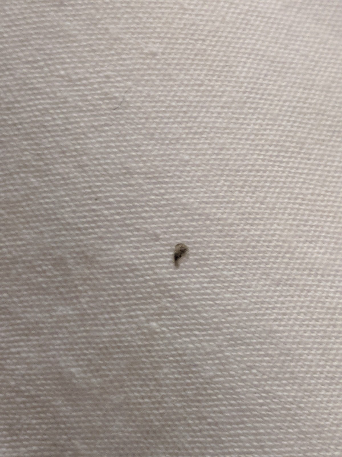 Getting Rid of Tiny Biting Black Bugs ThriftyFun